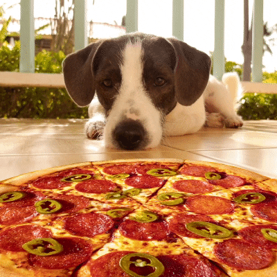 Pizza dog