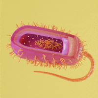 Bacteria GIFs - Get the best GIF on GIPHY
