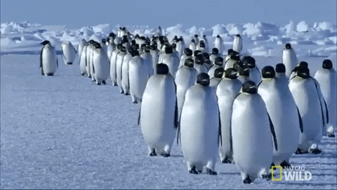Penguin-group GIFs - Get the best GIF on GIPHY