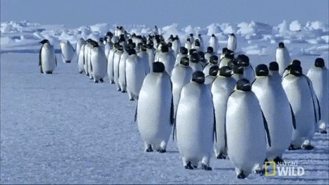 emperor penguin walking GIF by Nat Geo Wild