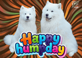 Happy Feliz GIF