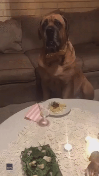 Dinner for Two: Dogs Enjoy a Romantic Candlelit Dinner