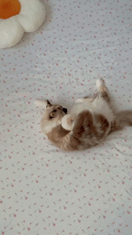 Cat GIF
