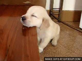 Tired Funny Puppy GIF - Find & Share on GIPHY