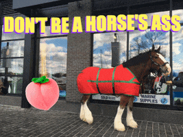 Horse GIF by Claudia Petrilli Health Coaching