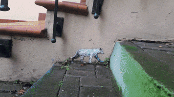 Climate Change Street GIF by Kaybid