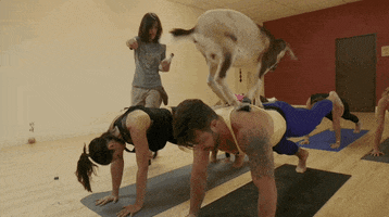 Yoga Goat GIF by 1st Look
