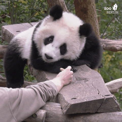 Panda Come To Me GIF by Zoo Berlin