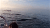 Incredible Triple Whale Breach Stuns Onlookers in Canada