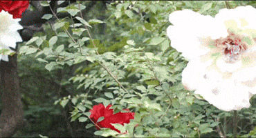 Alice In Wonderland Punk GIF by Marquis of Vaudeville