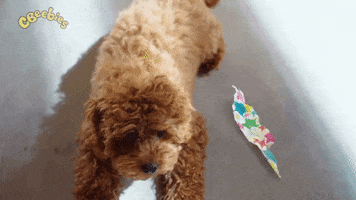 Little Dog What GIF by CBeebies HQ