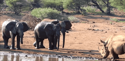 rock elephant GIF