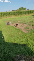 Husky and Rooster Play Tag Together