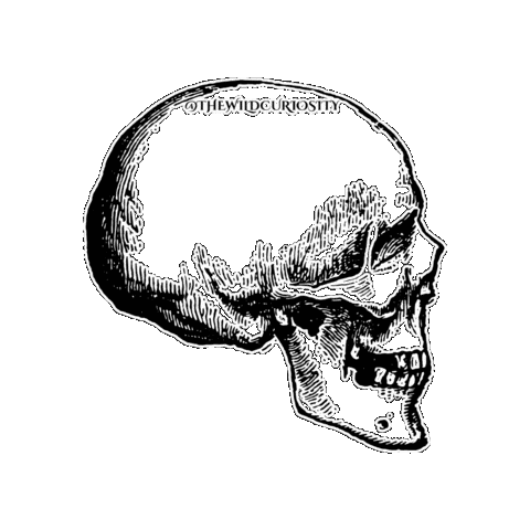 Memento Mori Halloween Sticker by The Wild Curiosity