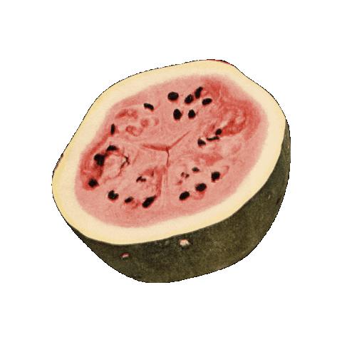 Summer Fruits Sticker