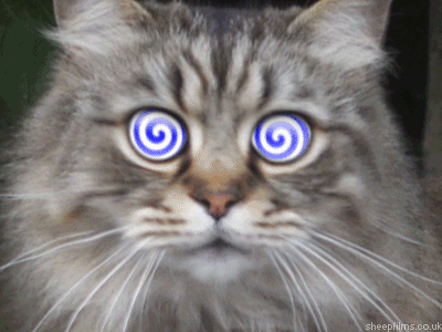 cat hypnosis GIF by sheepfilms