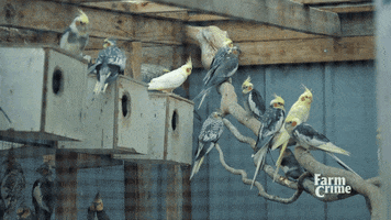 hang out birds GIF by CBC