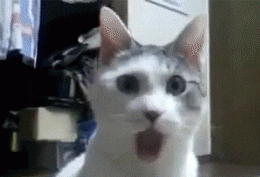 Cat Omg GIF - Find & Share on GIPHY