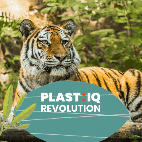 Tiger GIF