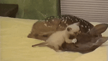 https://media2.giphy.com/media/5kjsIIc47PKRq/200.gif