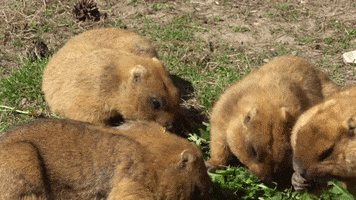 Groundhog Eating GIF by Wake Technical Community College
