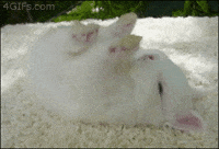 Bunny Sleepy GIF - Bunny Sleepy Gooba - Discover & Share GIFs
