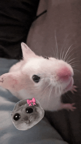 Derf The Hamster GIF