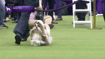 Shih Tzu Dogs GIF by Westminster Kennel Club