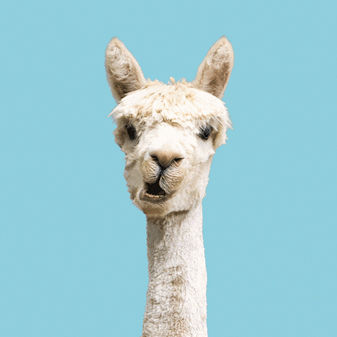 Alpaca Yarn GIF by Bettaknit