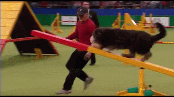 Bearded Collie Colin Skeaping GIF