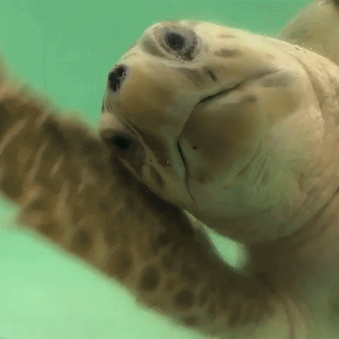 Peek A Boo Turtle GIF
