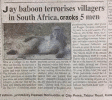 Baboonrampagenewsmeme GIF