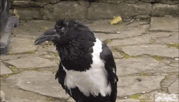 Animals GIF