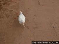 200w.gif