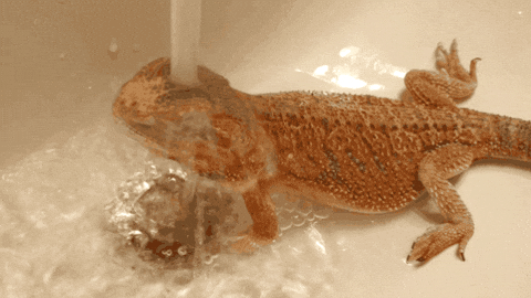 Gif Image Most Wanted Hehehe Lizard Gif