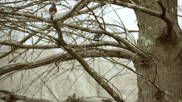 spring fever bird GIF by Hallmark Channel
