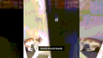 cat knock GIF