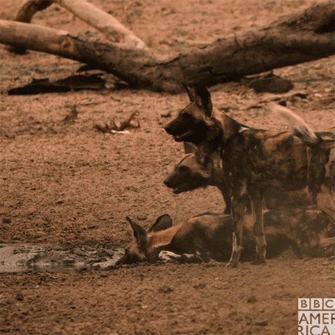 painted wolf fight GIF by BBC America
