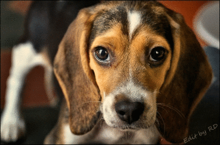 Treeing Walker