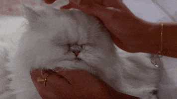 cat kitty GIF by CBS