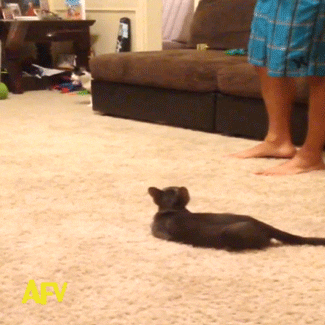 Scaredy Cat GIFs - Find & Share on GIPHY