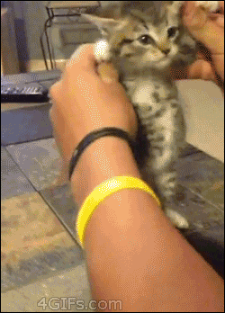 mayafish cute dancing kitten baby animal GIF
