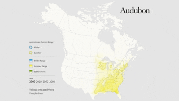 yellow-throated vireo GIF by audubon