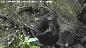 monkey culture GIF by Science Friday