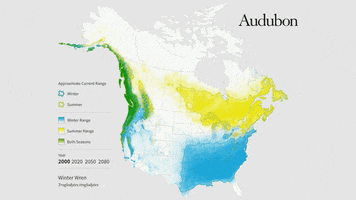winter/pacific wren GIF by audubon
