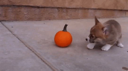 dog halloween GIF