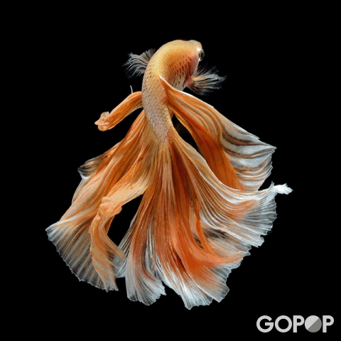 siamese fighting fish GIF by GoPop
