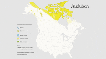 american golden-plover GIF by audubon