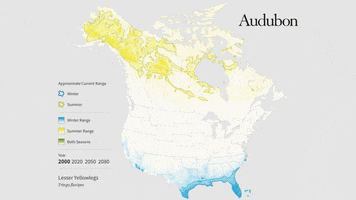 lesser yellowlegs GIF by audubon