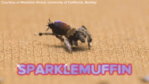 Spider Dancing Gif By Science Friday Find Share On Giphy